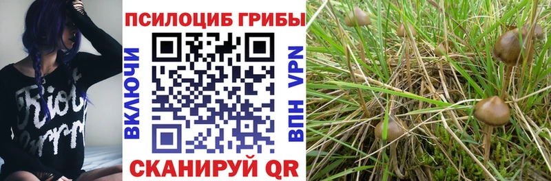 Галлюциногенные грибы Psilocybine cubensis  Ак-Довурак 